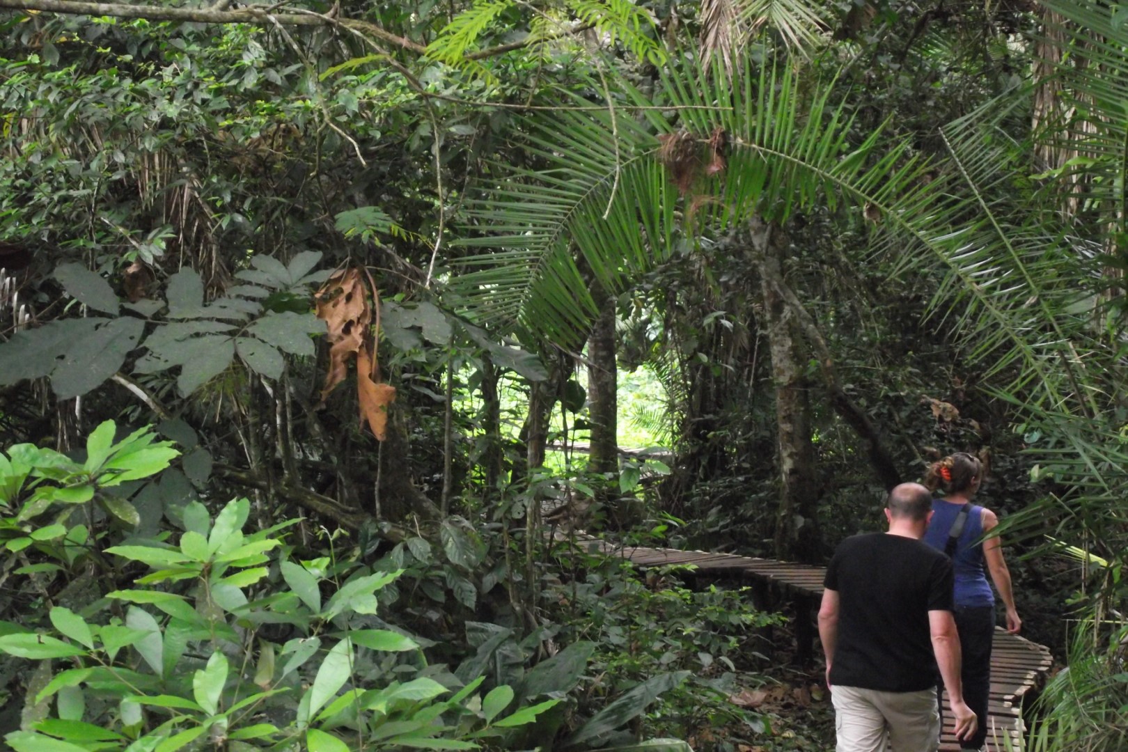 Night Forest Walk in Kibale National Park