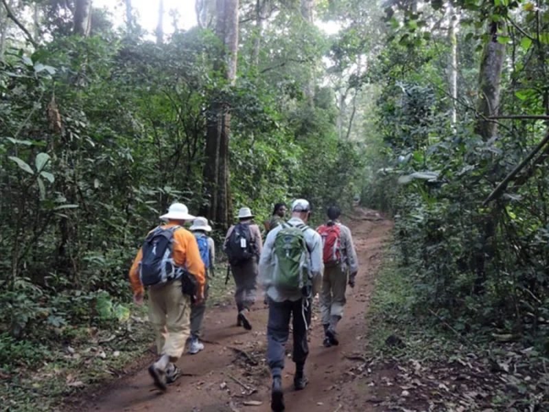 What Is the Age Limit for Gorilla Trekking in Uganda? Gorilla Trips