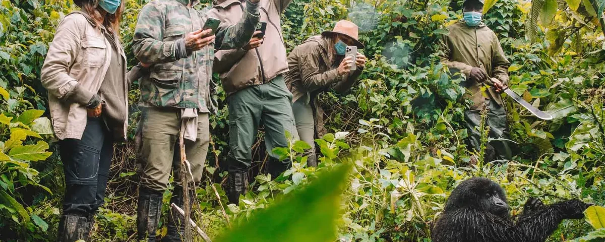 Can I Do Chimpanzee Tracking Along with Gorilla