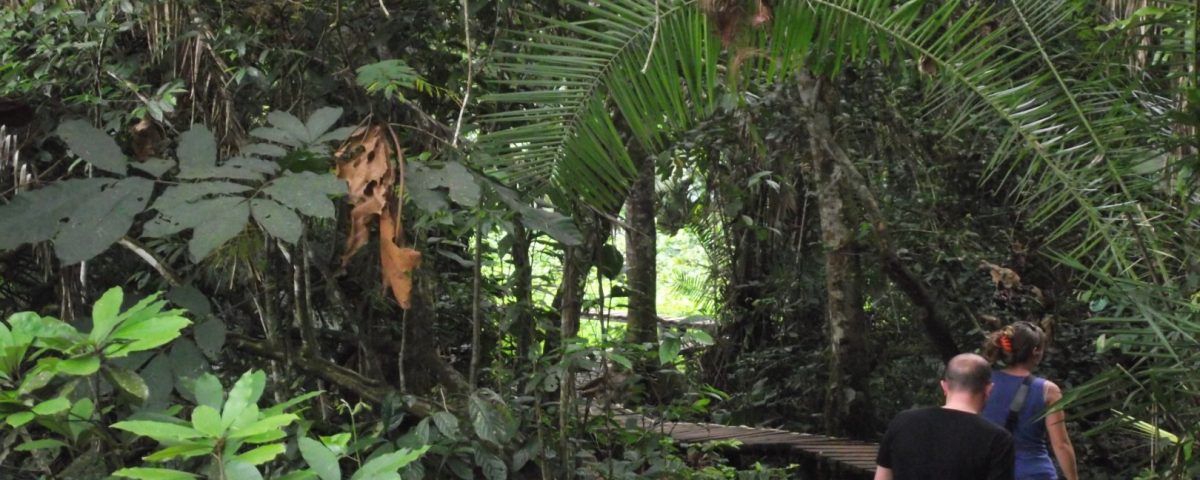 Size of Kibale Forest
