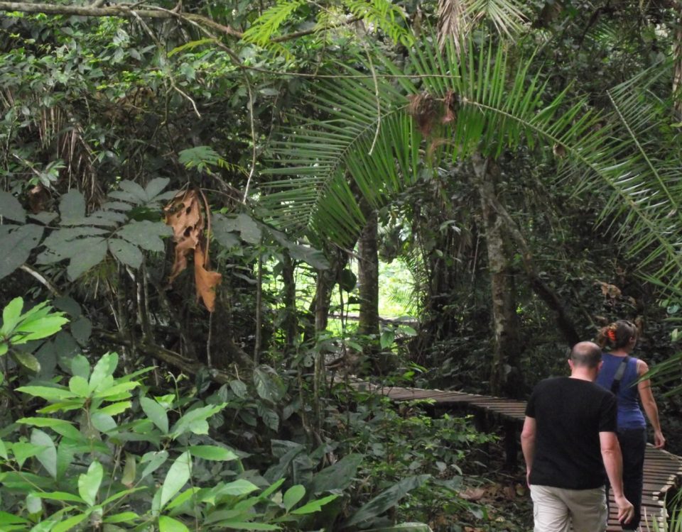 Size of Kibale Forest