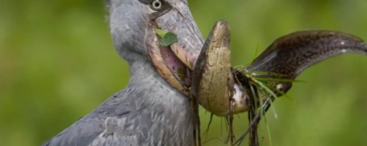 Shoebill Stork Tracking in Uganda