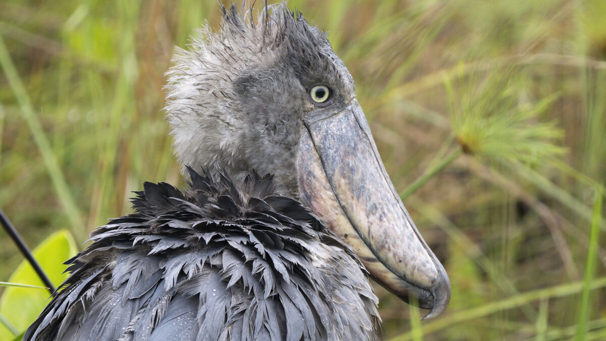 4 Days Uganda Birding Safari
