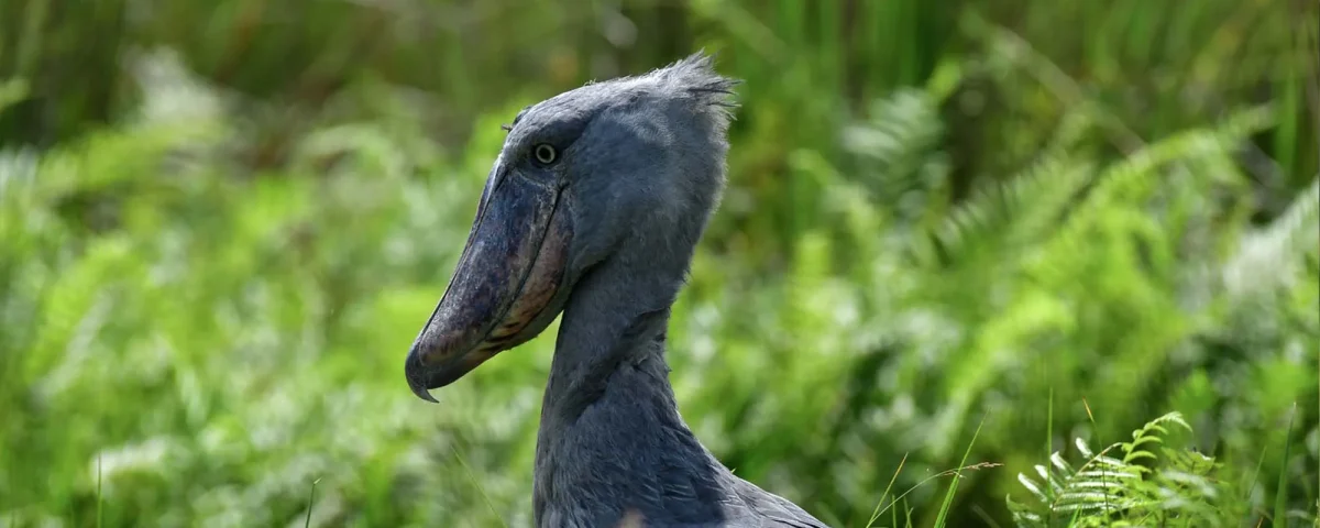 Birding in Uganda: Explore the Avian Wonders of East Africa