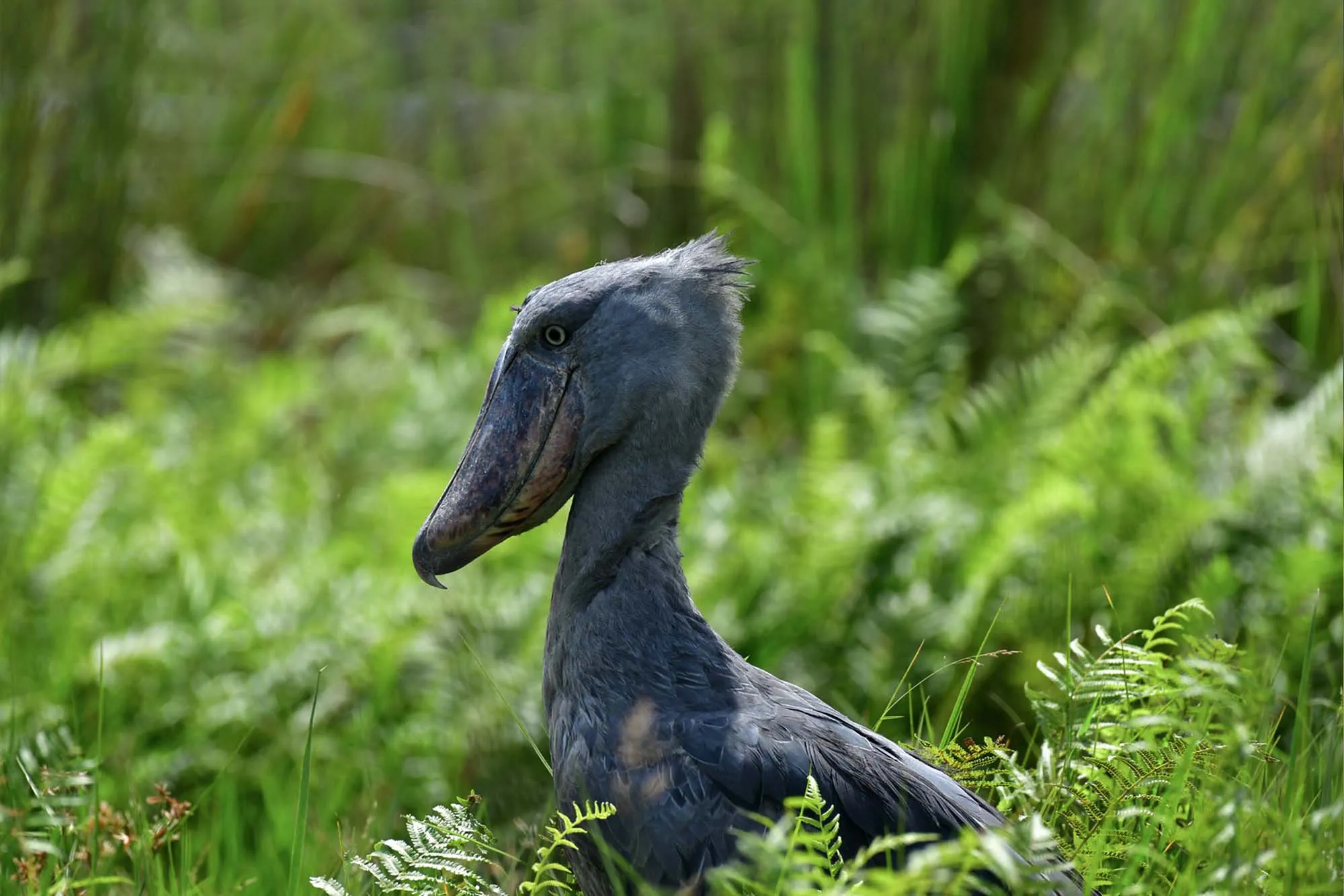 Birding in Uganda: Explore the Avian Wonders of East Africa