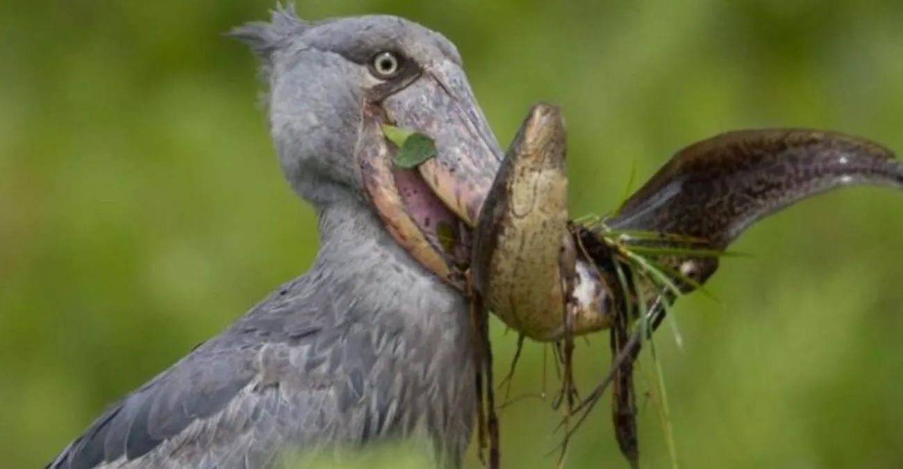 Shoebill Stork Birding Uganda