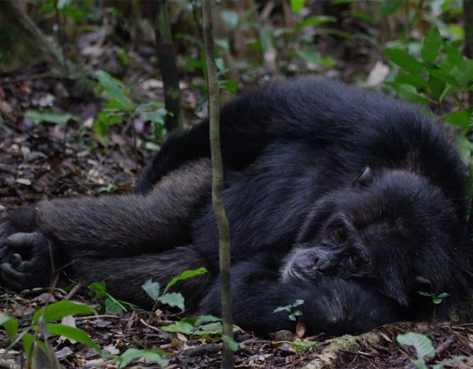 Gorilla Trekking in Uganda or Rwanda