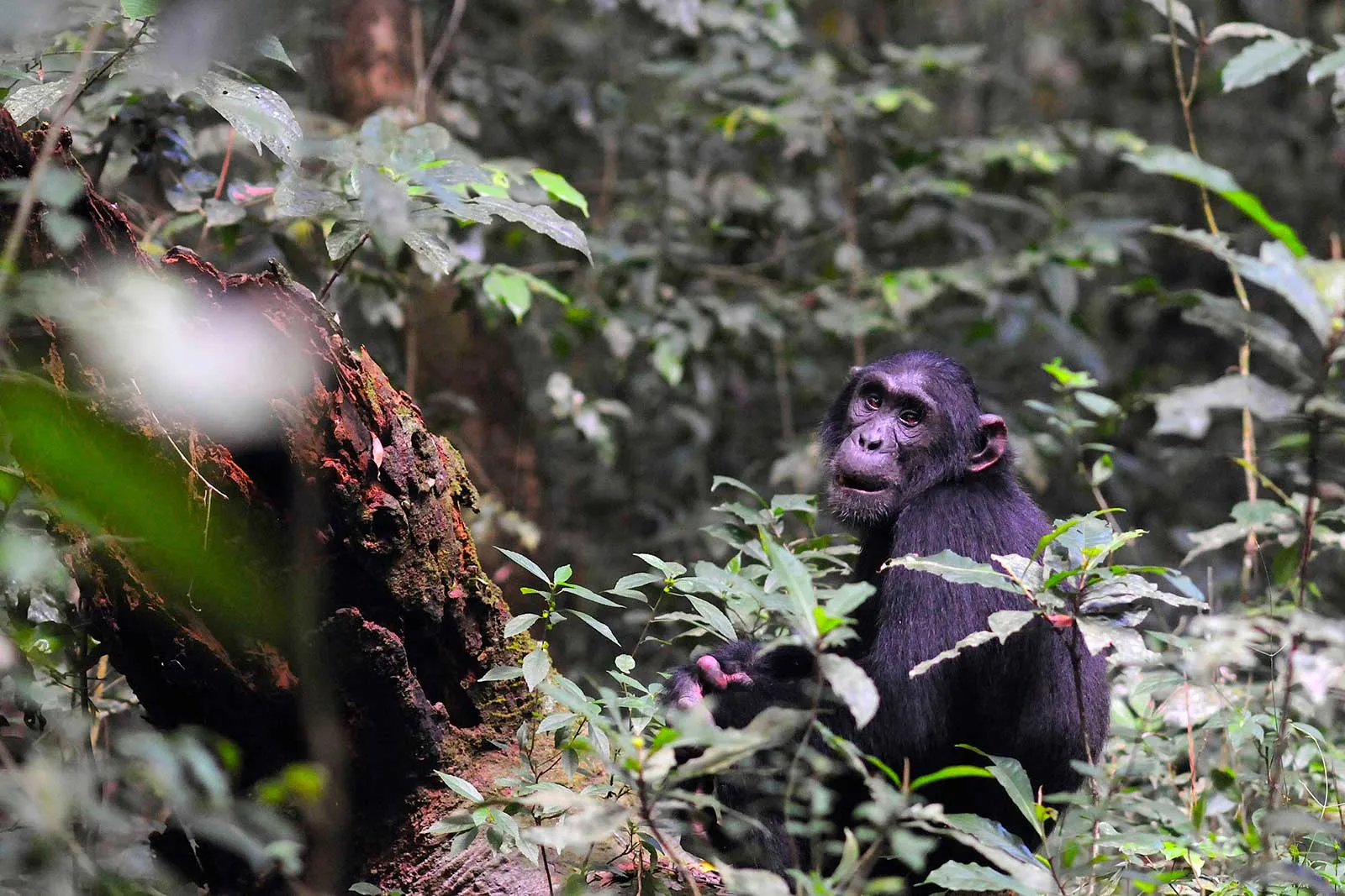 4-Day Murchison Falls Adventure Safari