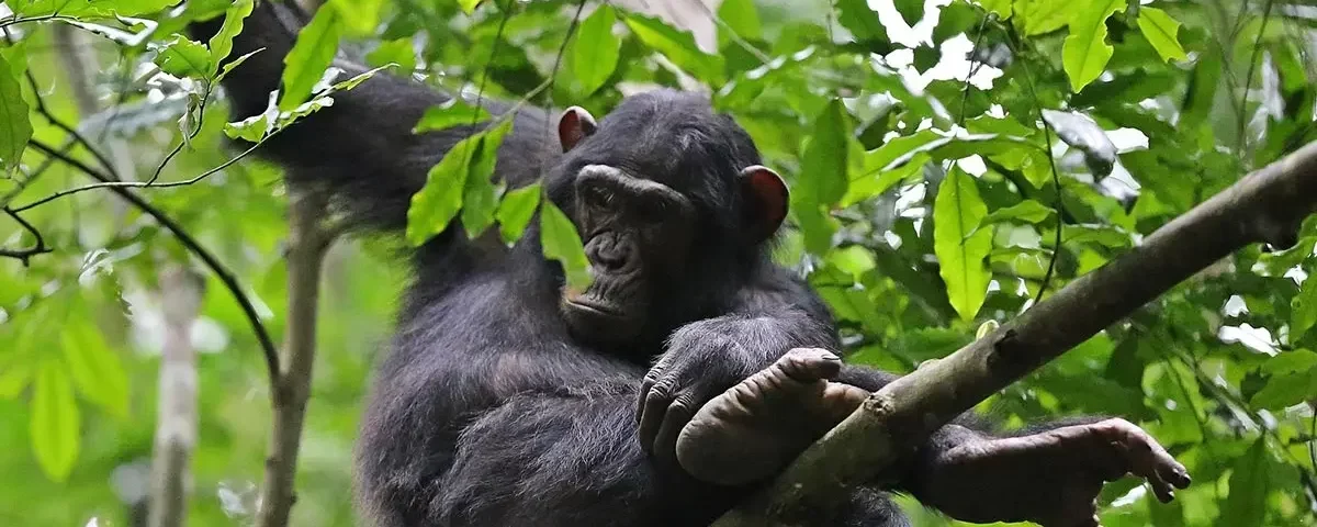 What Is the Age Limit for Chimpanzee Trekking?