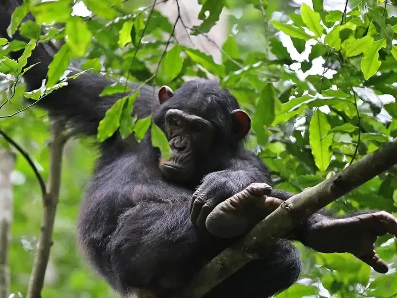 What Is the Age Limit for Chimpanzee Trekking? What Is the Age Limit for Chimpanzee Trekking?