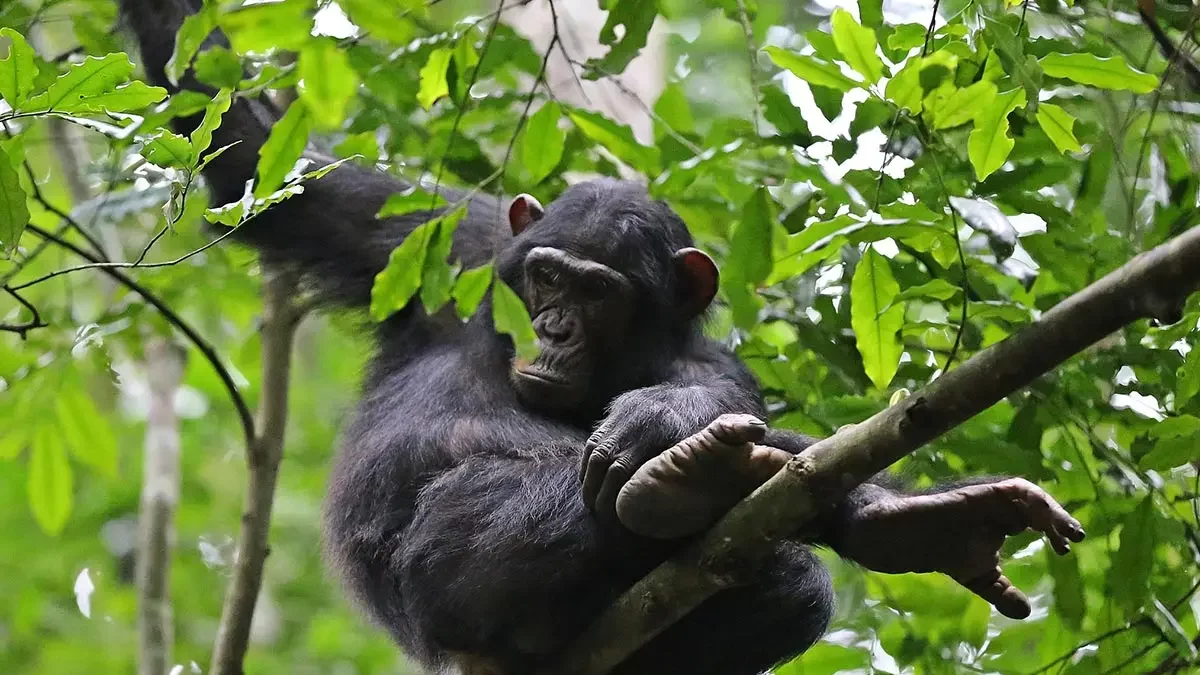 8 Days Uganda Big Five Safari