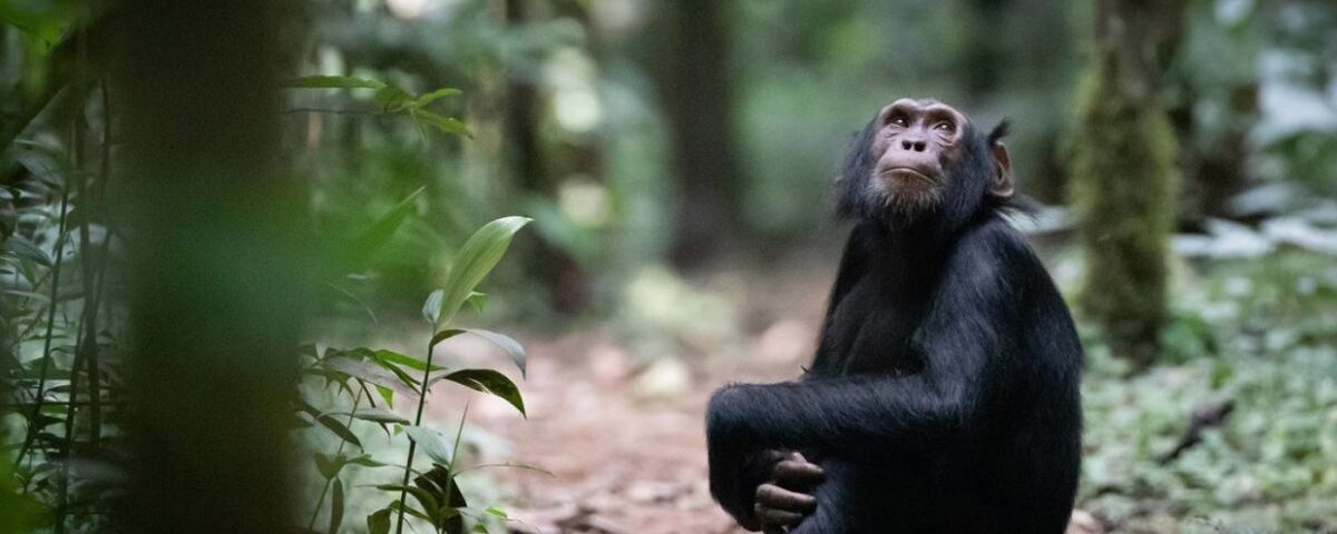 What Is Chimpanzee Trekking?