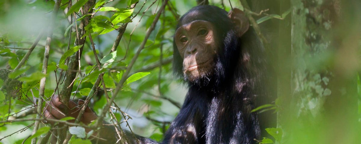 Chimpanzee Trekking and Primate Walk in Uganda