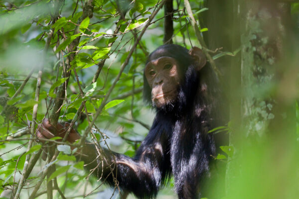 Chimpanzee Trekking and Primate Walk in Uganda Chimpanzee Trekking and Primate Walk in Uganda