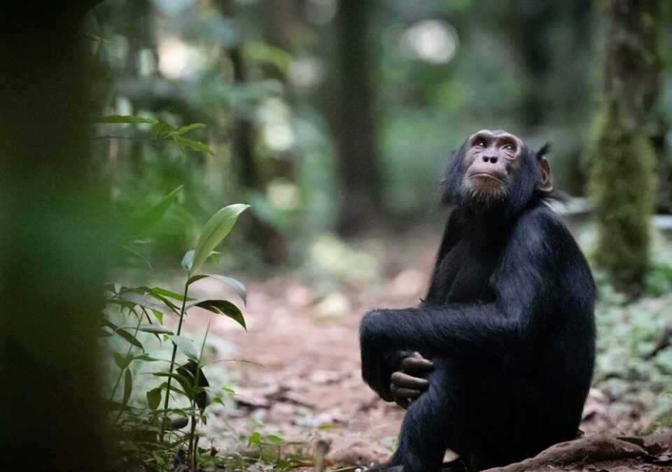 What Is Chimpanzee Trekking?