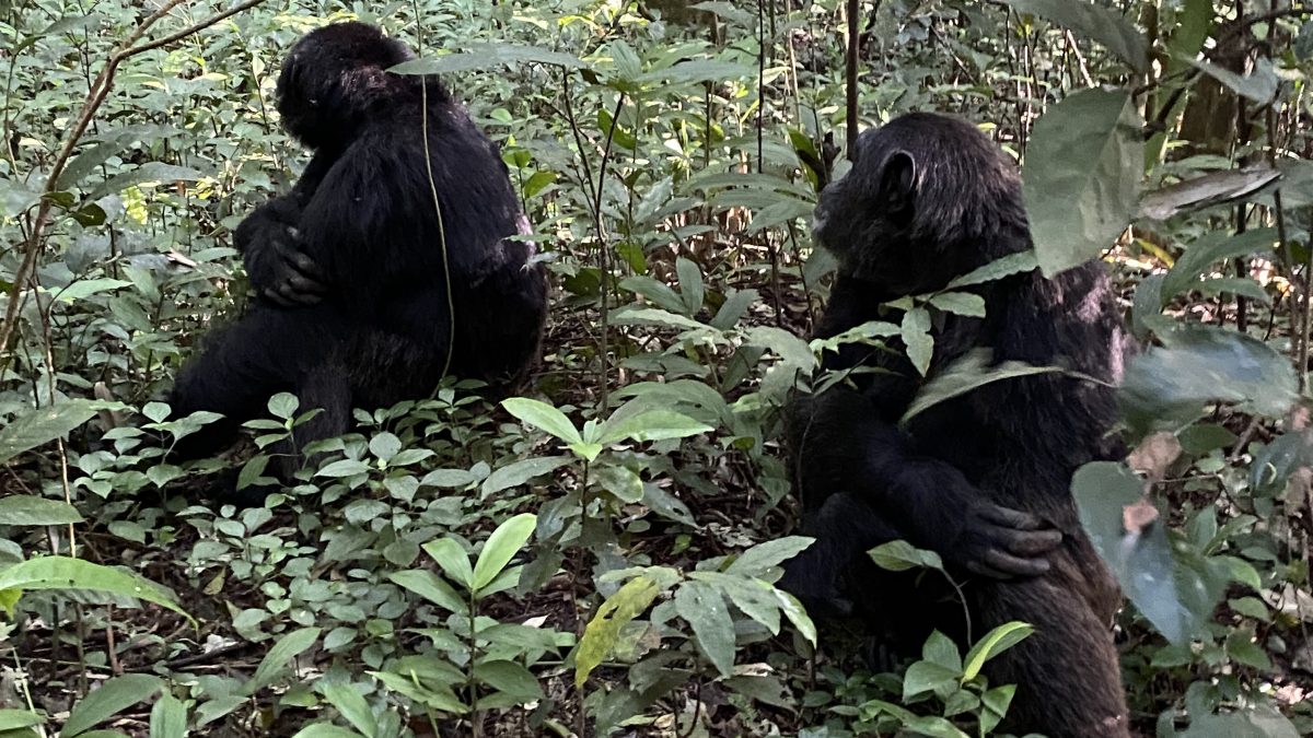 Budongo Forest Reserve