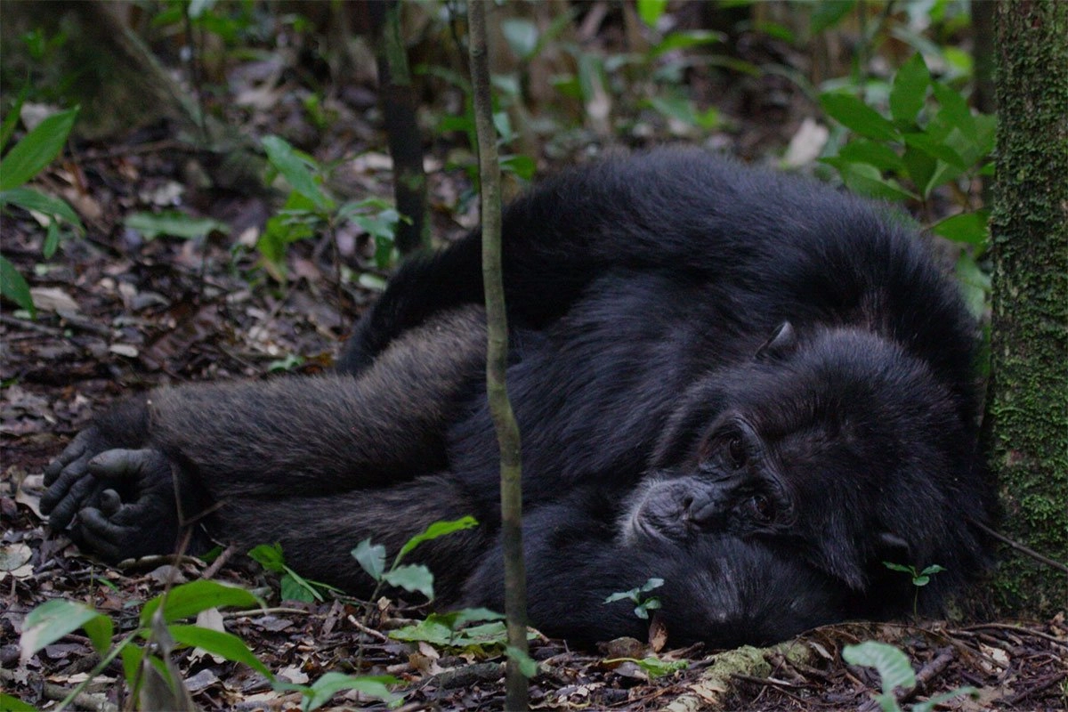 Uganda Gorilla Trekking & Wildlife Safari