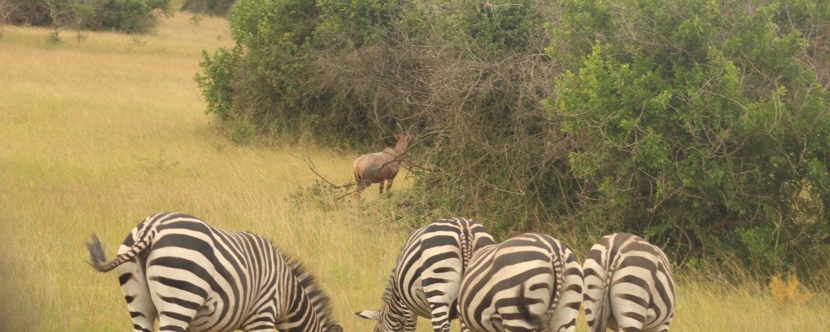 Queen Elizabeth National Park