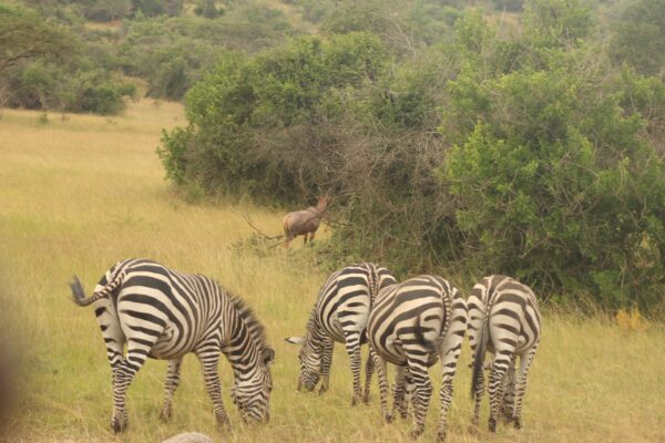 Queen Elizabeth National Park