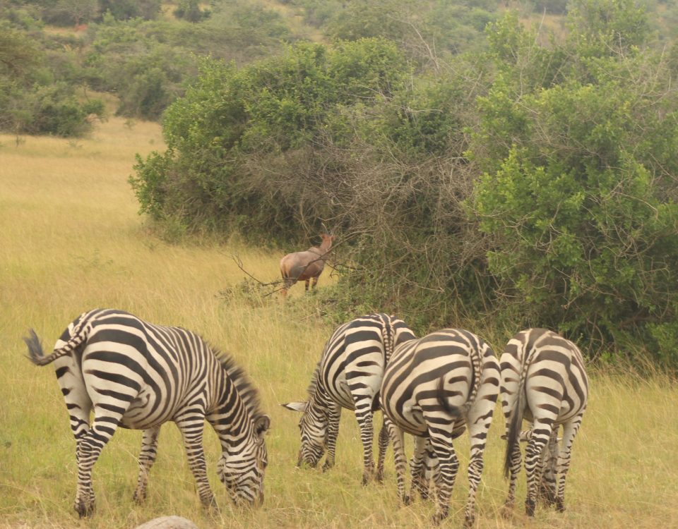 Queen Elizabeth National Park