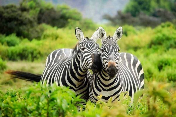 Kilimanjaro Safari Experience on Tanzania Safari Tour