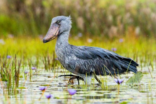Mabamba Swamp Tour in Uganda