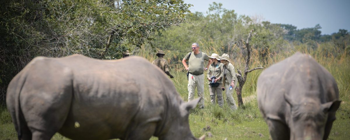 Is There a Chance to See the Big Five on a Uganda Game Drive?