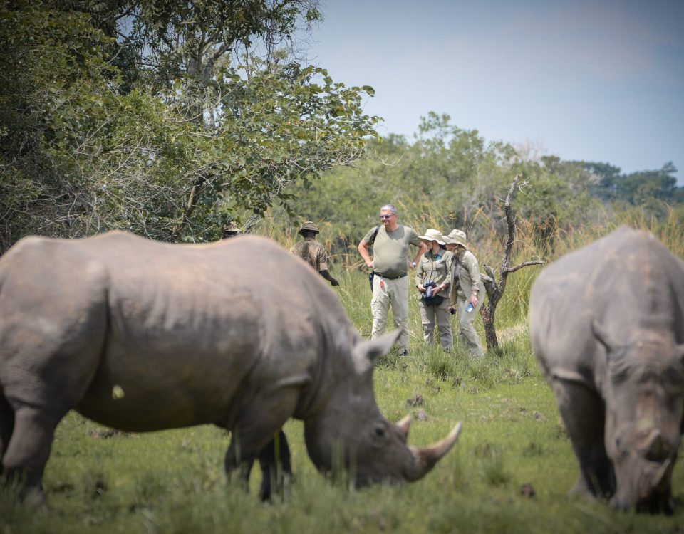 Is There a Chance to See the Big Five on a Uganda Game Drive?