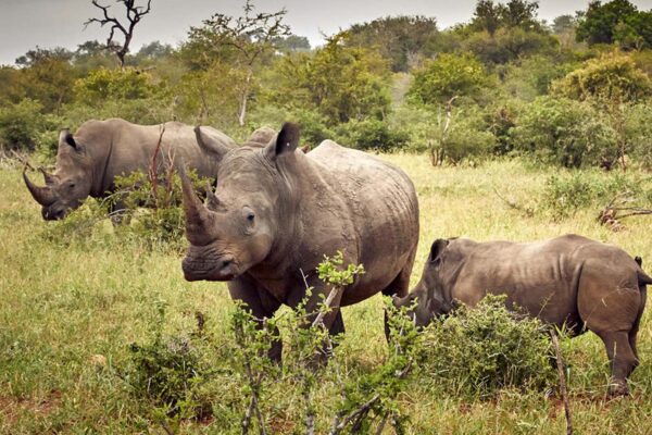 Long Uganda Wildlife Safaris