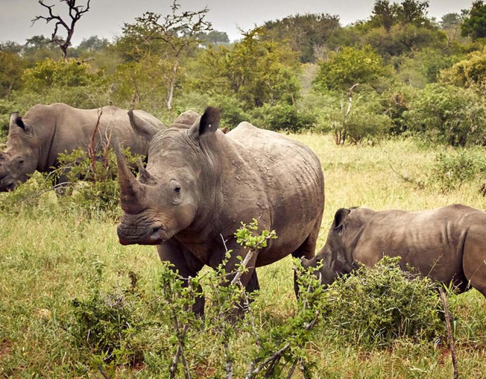 Long Uganda Wildlife Safaris