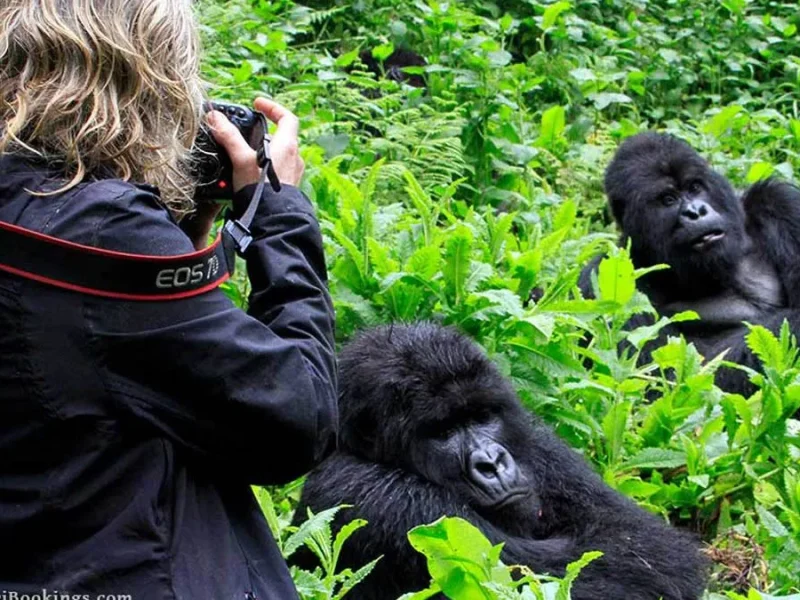 Is Gorilla Trekking Easier in Uganda or Rwanda? Is Gorilla Trekking Easier in Uganda or Rwanda?