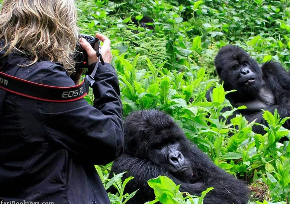 Is Gorilla Trekking Easier in Uganda or Rwanda?