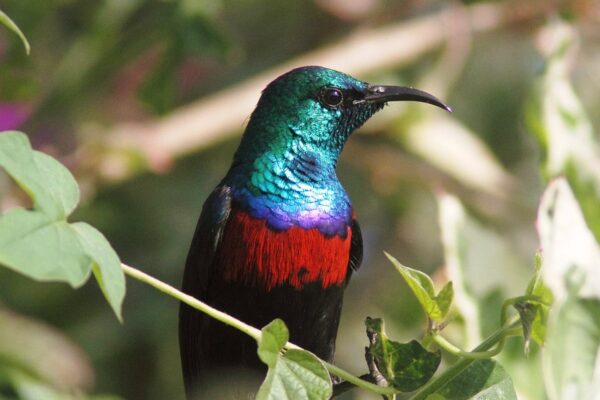 Uganda Birding and Wildlife Safari
