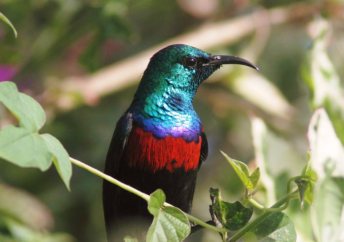 Uganda Birding and Wildlife Safari