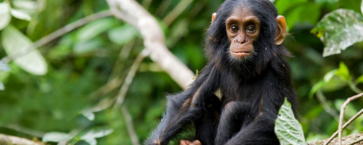 How to Plan a Gorilla and Chimpanzee Trek in Uganda