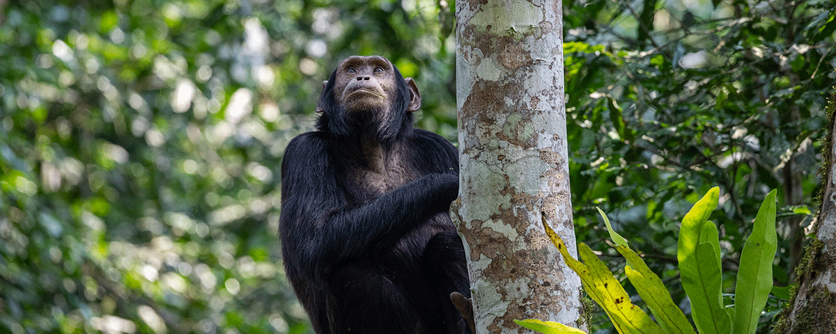 Is Chimpanzee Trekking Safe?