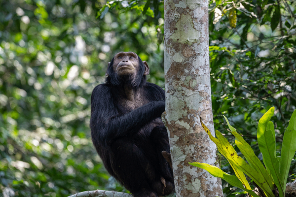 Is Chimpanzee Trekking Safe?