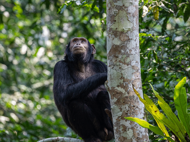 Is Chimpanzee Trekking Safe? Is Chimpanzee Trekking Safe?