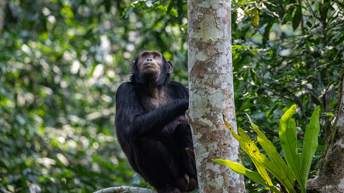 Congo Lowland Gorilla Trek