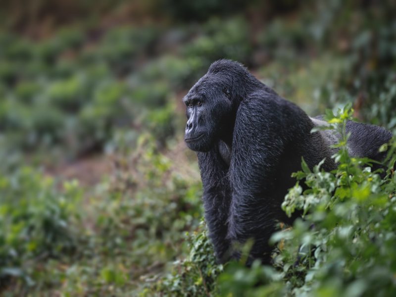 How to Plan Gorillas & Chimpanzee Trekking Safari Switzerland Rwanda Gorilla Trips