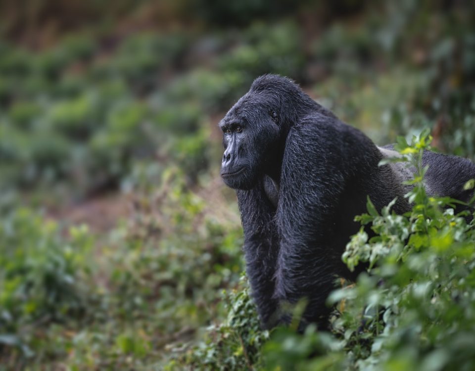 Rwanda Gorilla Trips