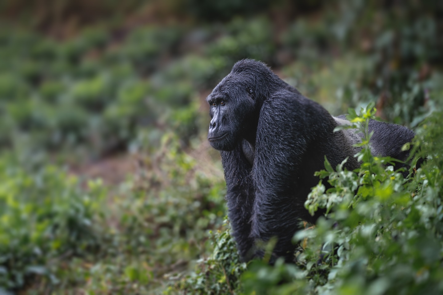 Rwanda Gorilla Trips