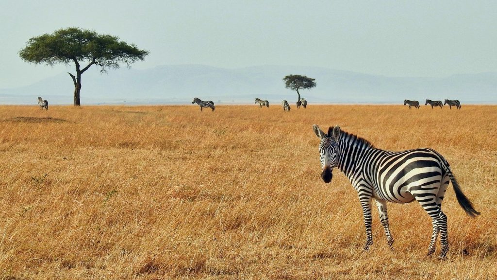 Family Tours in Serengeti
