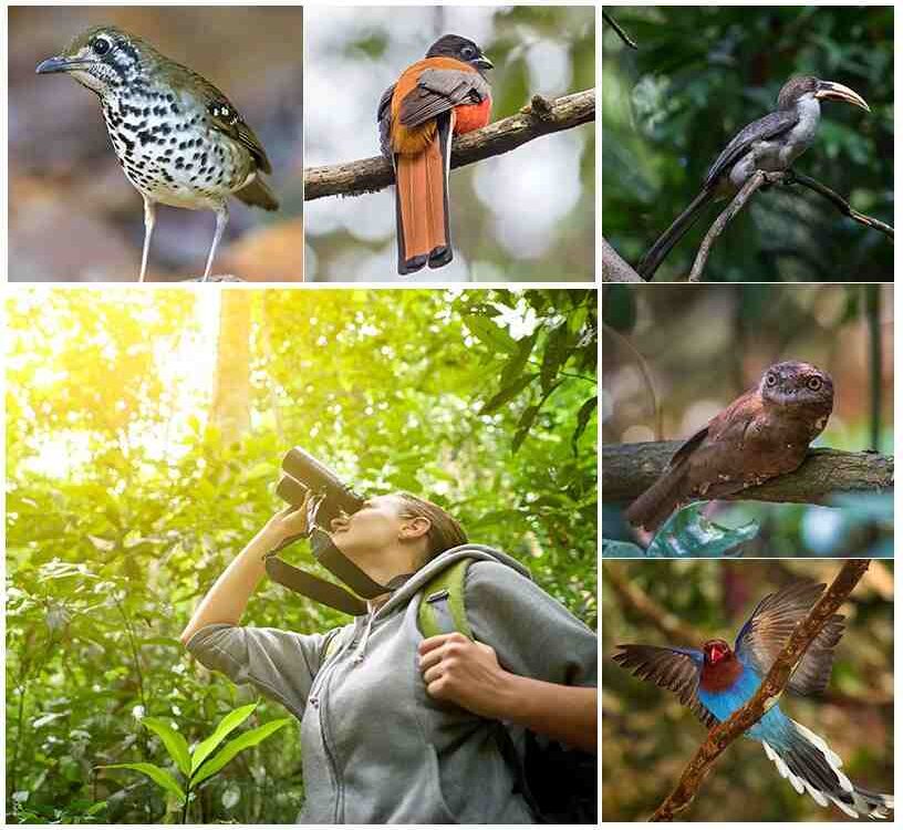 best-birding-spots-in-uganda-a-birders-ultimate-guide
