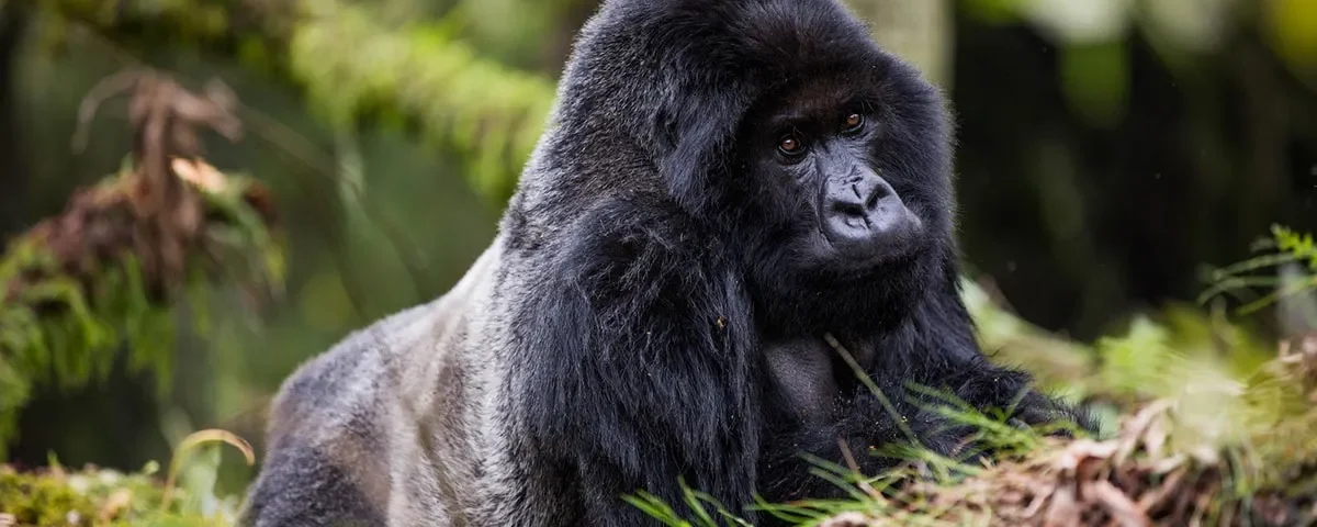 How to Plan Gorillas & Chimpanzee Trekking Safari from Denmark