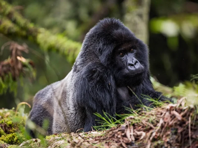 How to Plan Gorillas & Chimpanzee Trekking Safari from Denmark How to Plan Gorillas & Chimpanzee Trekking Safari from Denmark