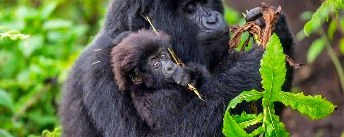 Is It Possible for Gorillas and Chimpanzee Trekking from Sweden?