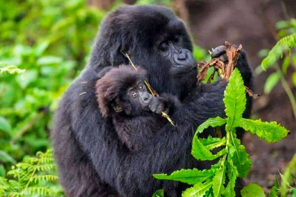 Best 14-Day Kenya and Rwanda Safari Itinerary | Gorilla Trekking