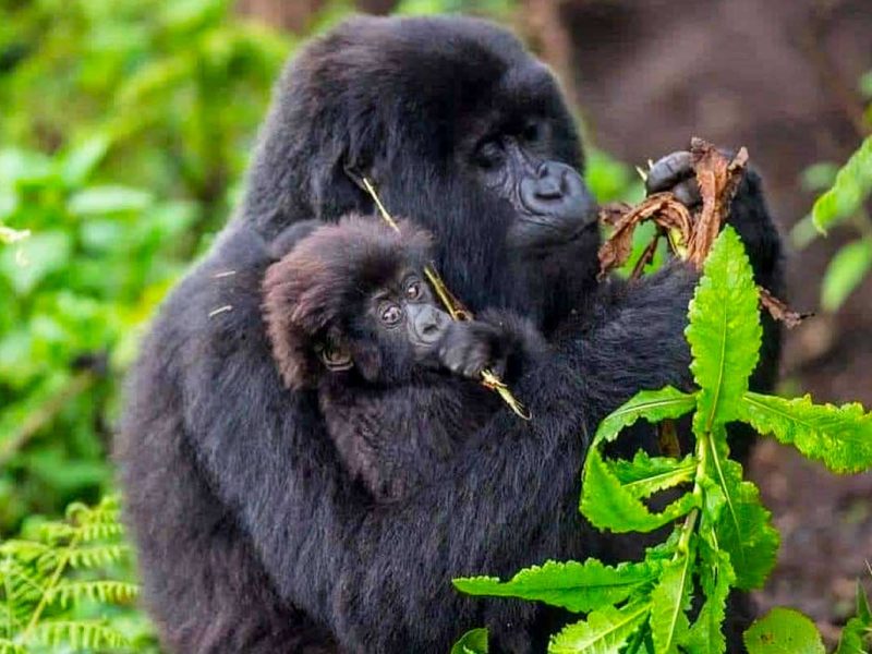 Is It Possible for Gorillas and Chimpanzee Trekking from Sweden? Is It Possible for Gorillas and Chimpanzee Trekking from Sweden?