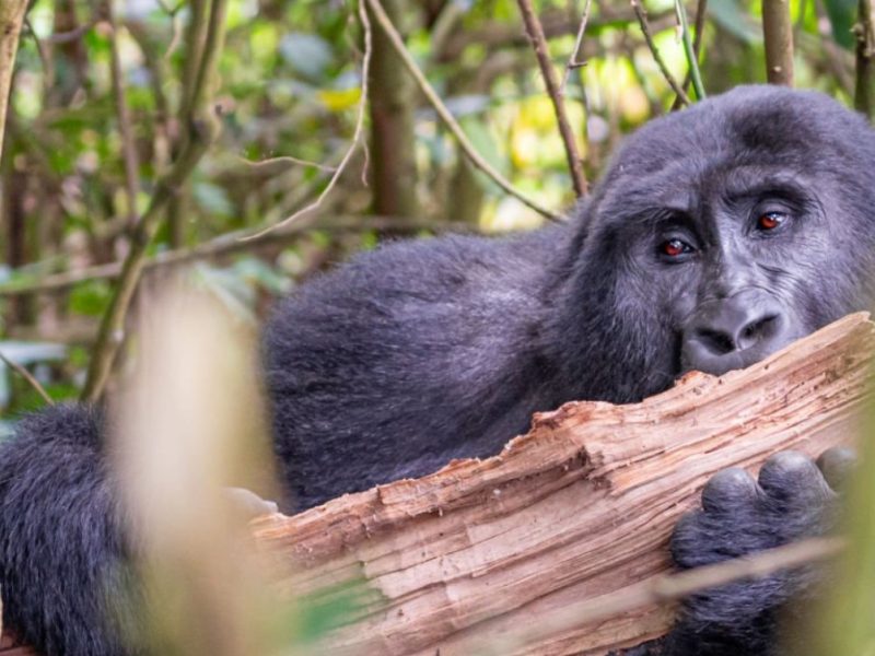 Is It Possible For Gorillas and Chimpanzee Trekking from France? Rwanda Gorilla Trips